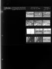 Many Thousands of Dollars Damage Done by Wind (12 Negatives), January 20-21, 1964 [Sleeve 54, Folder a, Box 32]